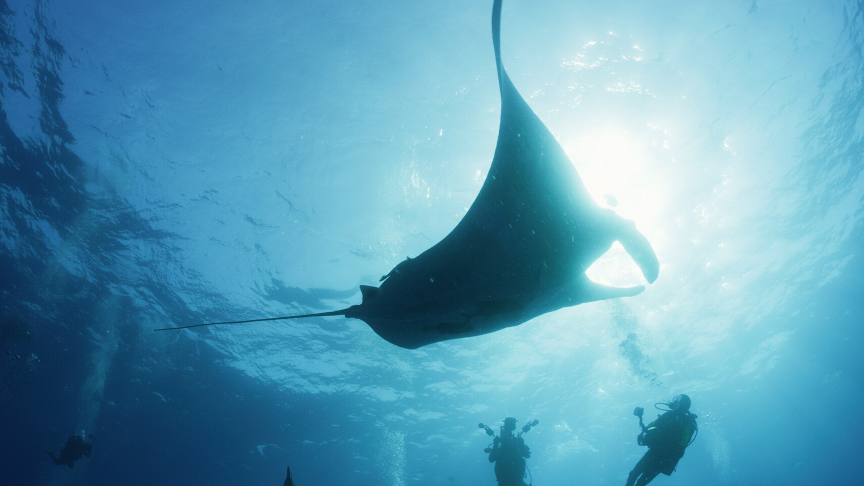 Manta ray silhouette backlit by sunlight, three divers observing from a respectful distance below