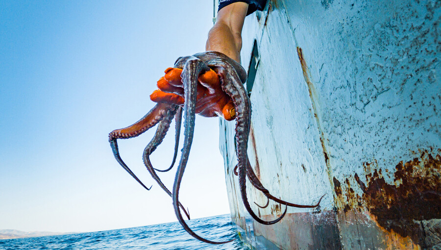 Before the last Octopus